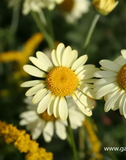 Garten-Färber-Hundskamille 'E.C. Buxton'