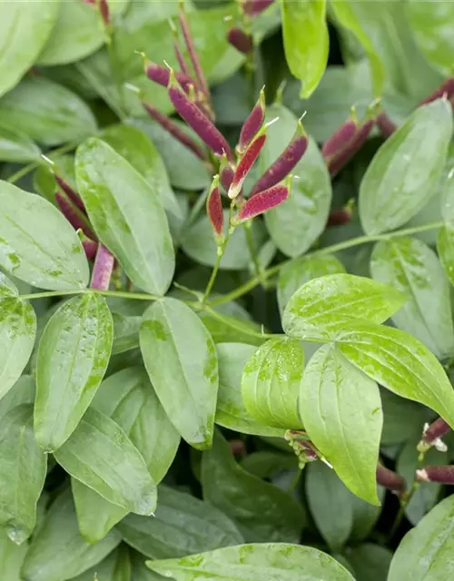 Lathyrus vernus
