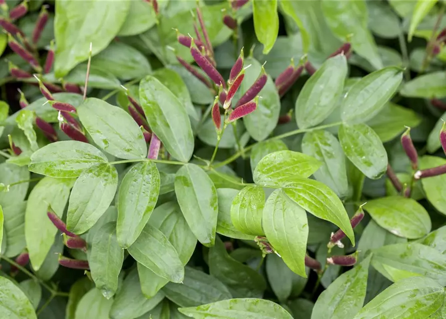 Lathyrus vernus