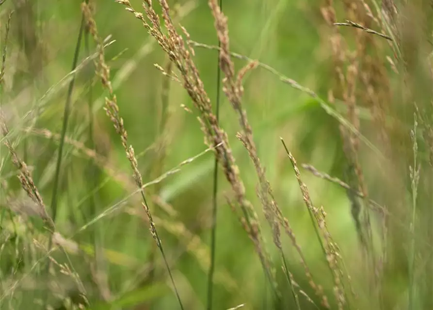 Hohes Garten-Pfeifengras 'Karl Foerster'