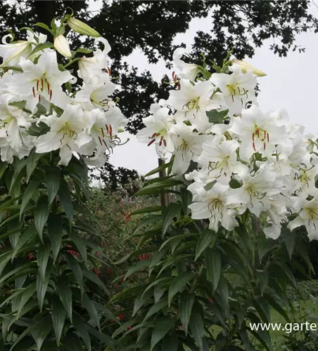 Lilie 'Casablanca'
