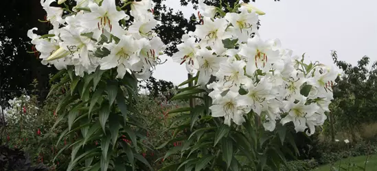 Lilie 'Casablanca'