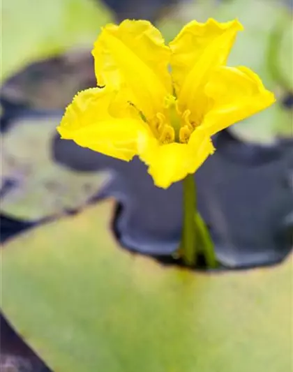 Gewöhnliche Seekanne Gewöhnliche Seekanne