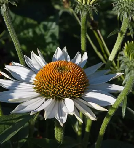 Garten-Scheinsonnenhut 'Baby Swan White'