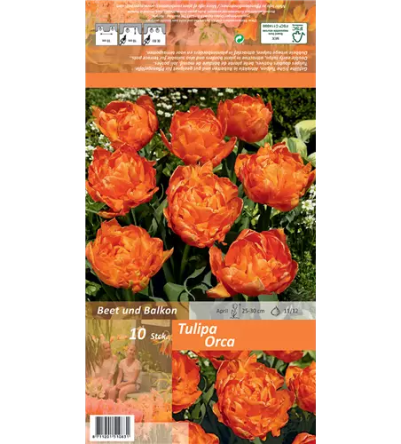 Gefüllte frühe Tulpe 'Orca'