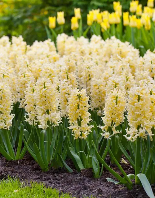 Hyazinthe 'Yellow Queen'