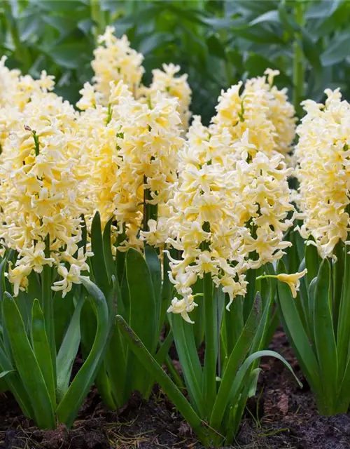 Hyazinthe 'Yellow Queen'