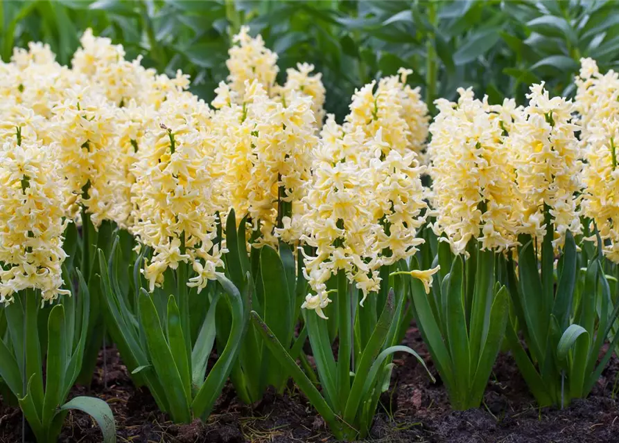 Hyazinthe 'Yellow Queen'