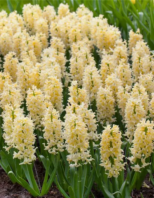 Hyazinthe 'Yellow Queen'