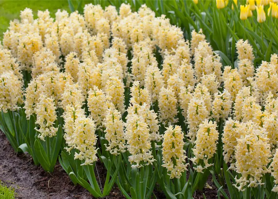 Hyazinthe 'Yellow Queen'