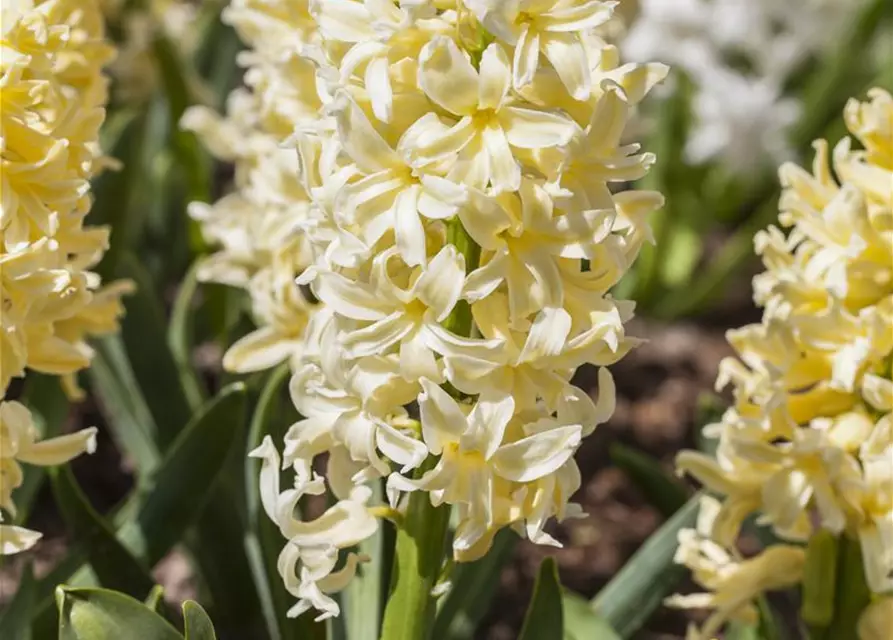 Hyazinthe 'Yellow Queen'
