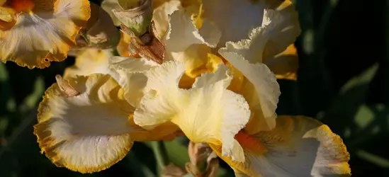 Hohe Bartiris 'Gold Trimmings'