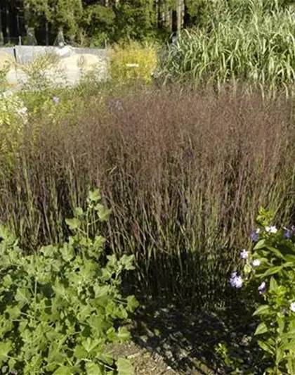 Garten-Ruten-Hirse 'Heiliger Hain' Garten-Ruten-Hirse 'Heiliger Hain'