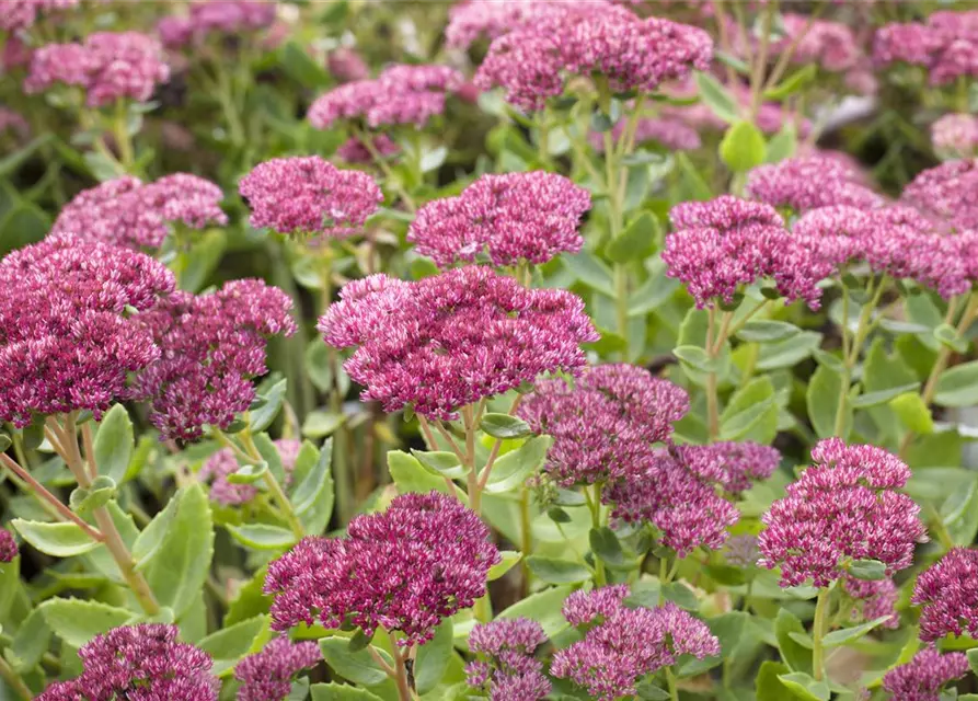 Großes Garten-Fettblatt