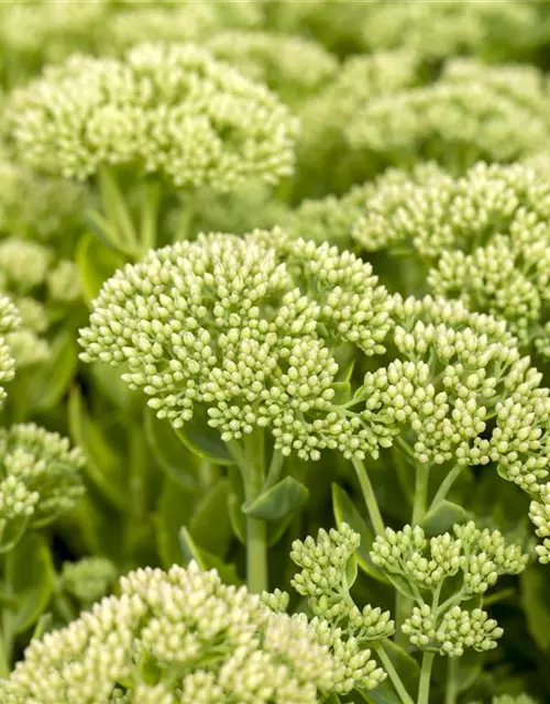 Großes Garten-Fettblatt