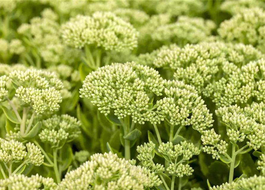 Großes Garten-Fettblatt