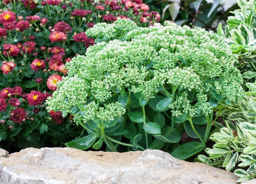 Großes Garten-Fettblatt