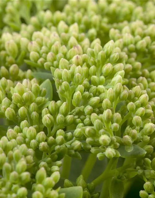 Großes Garten-Fettblatt