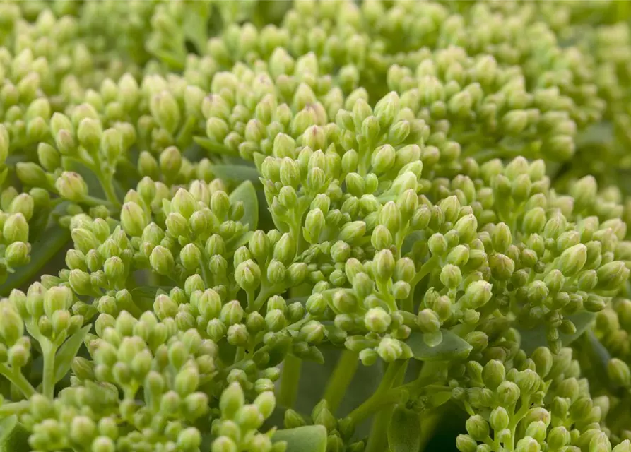 Großes Garten-Fettblatt