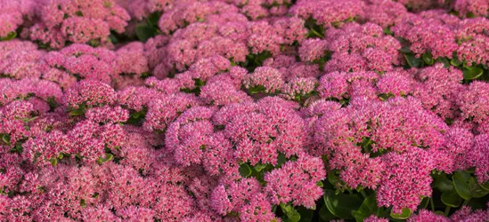 Großes Garten-Fettblatt