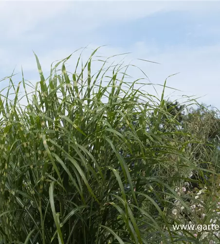 Garten-Chinaschilf 'Giraffe'