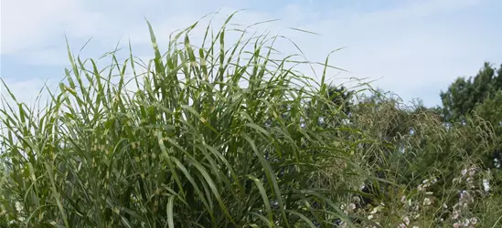 Garten-Chinaschilf 'Giraffe'