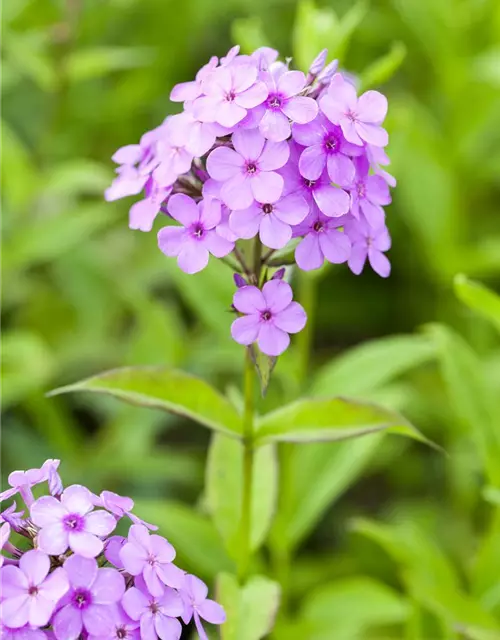Hohe Garten-Flammenblume 'Hesperis'