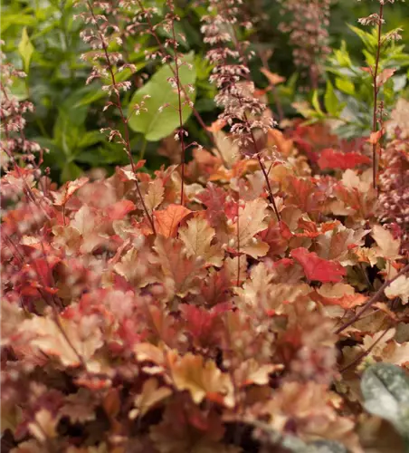 Heuchera villosa 'Marmalade' -R-
