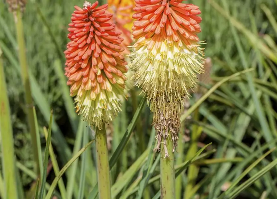 Garten-Fackellilie