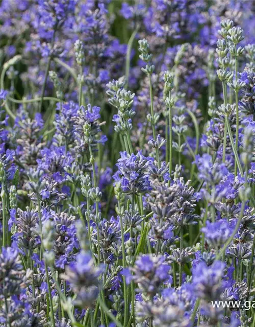Lavandula angustifolia 'Cedar Blue'