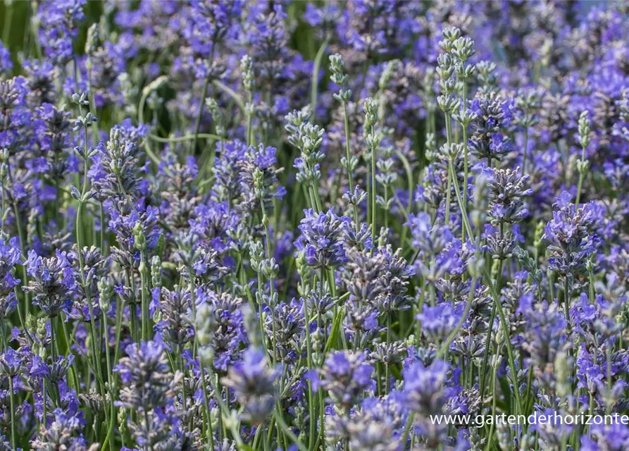 Lavandula angustifolia 'Cedar Blue'