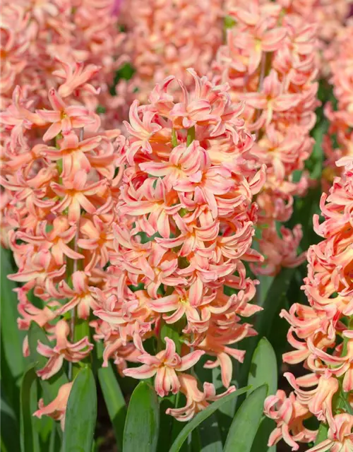 Hyazinthe 'Gipsy Queen'