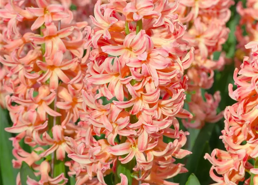 Hyazinthe 'Gipsy Queen'