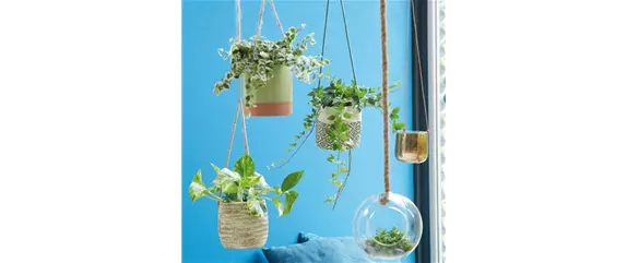 VERTICAL GARDENING
