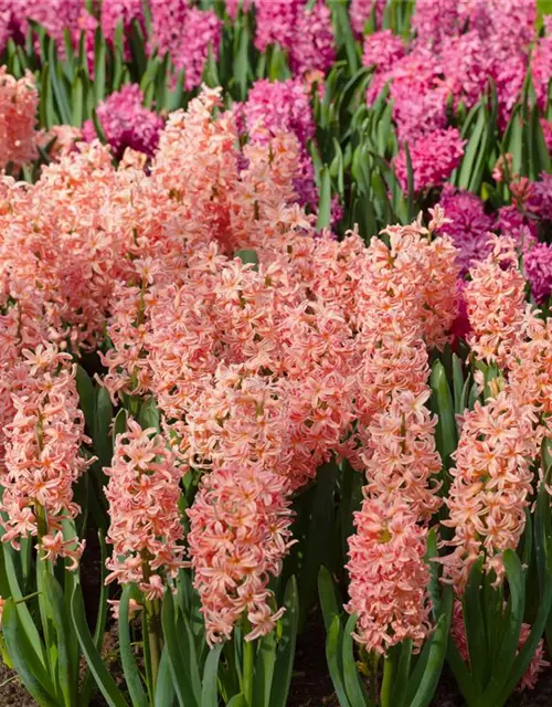 Hyazinthe 'Gipsy Queen'
