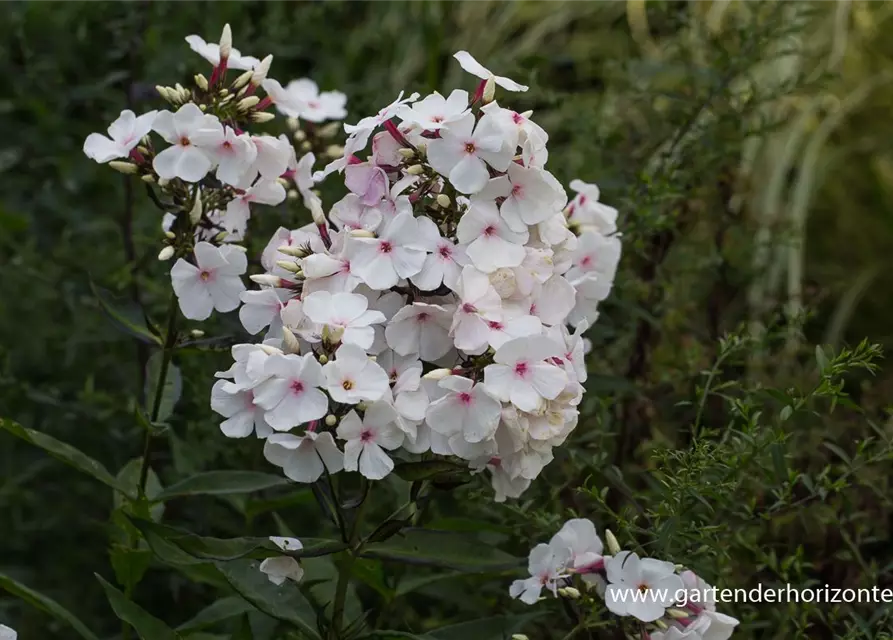 Hohe Flammenblume