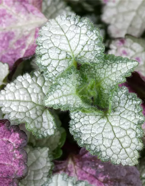 Lamium maculatum 'White Nancy'