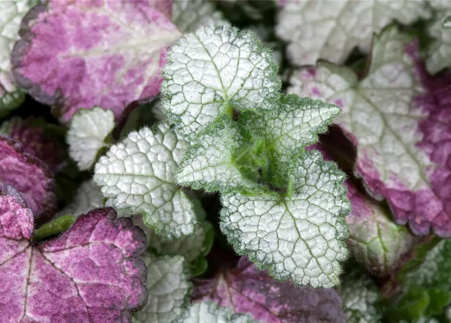Lamium maculatum 'White Nancy'