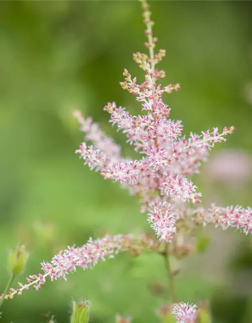 Kahle Garten-Prachtspiere 'Hennie Graafland'