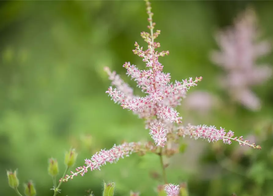 Kahle Garten-Prachtspiere 'Hennie Graafland'