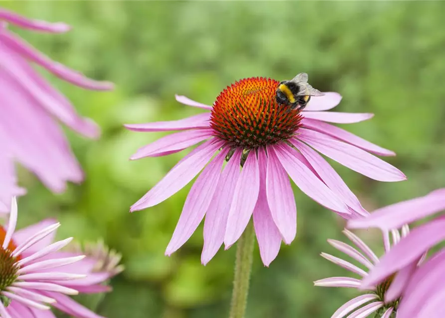 Garten-Scheinsonnenhut 'Magnus'