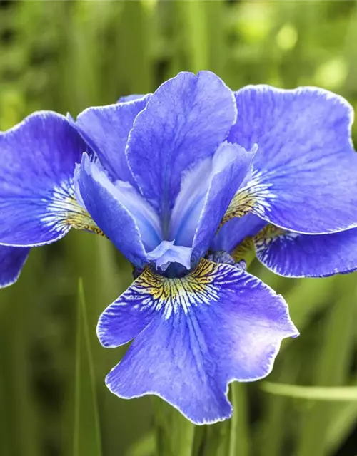 Iris sibirica