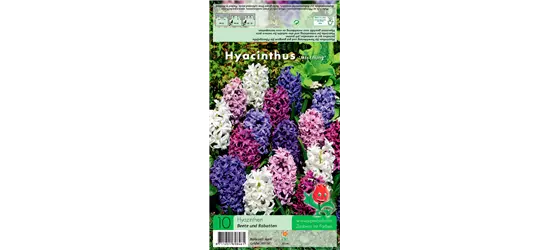 Hyazinthe 'Weiß-Blau-Purpur-Mischung'