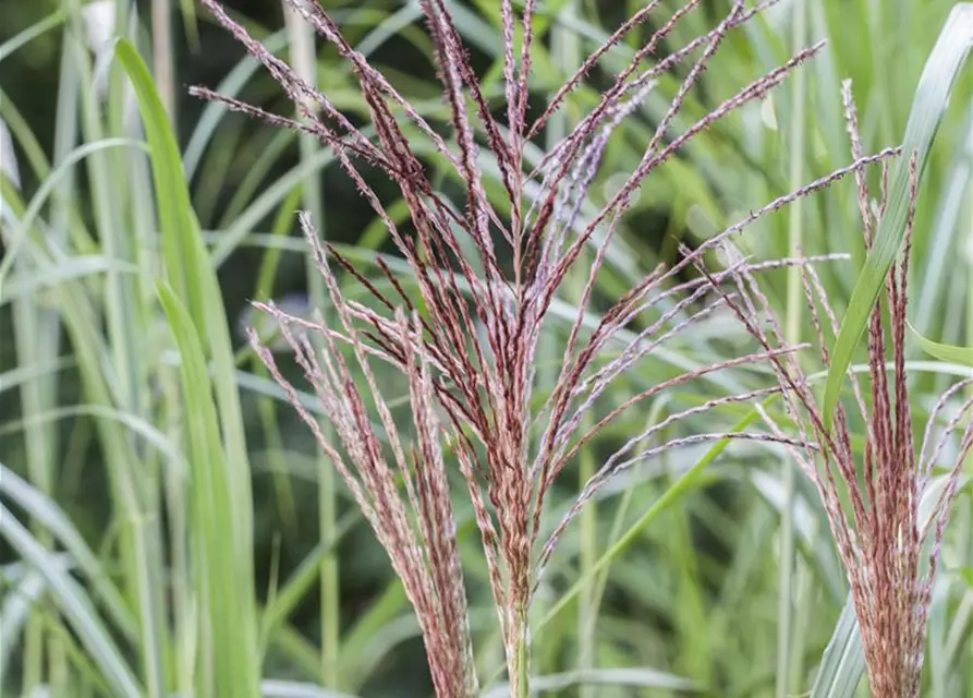 Garten-Chinaschilf 'Malepartus'