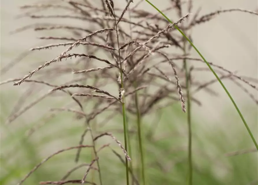 Garten-Chinaschilf 'Malepartus'