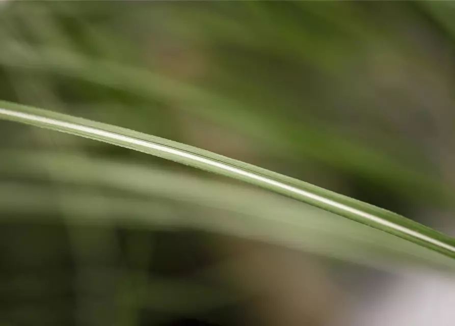 Garten-Chinaschilf 'Malepartus'