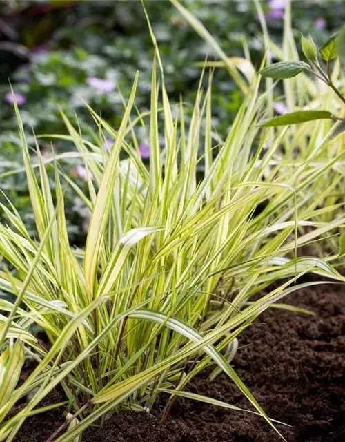Garten-Ziergras 'Aureola'