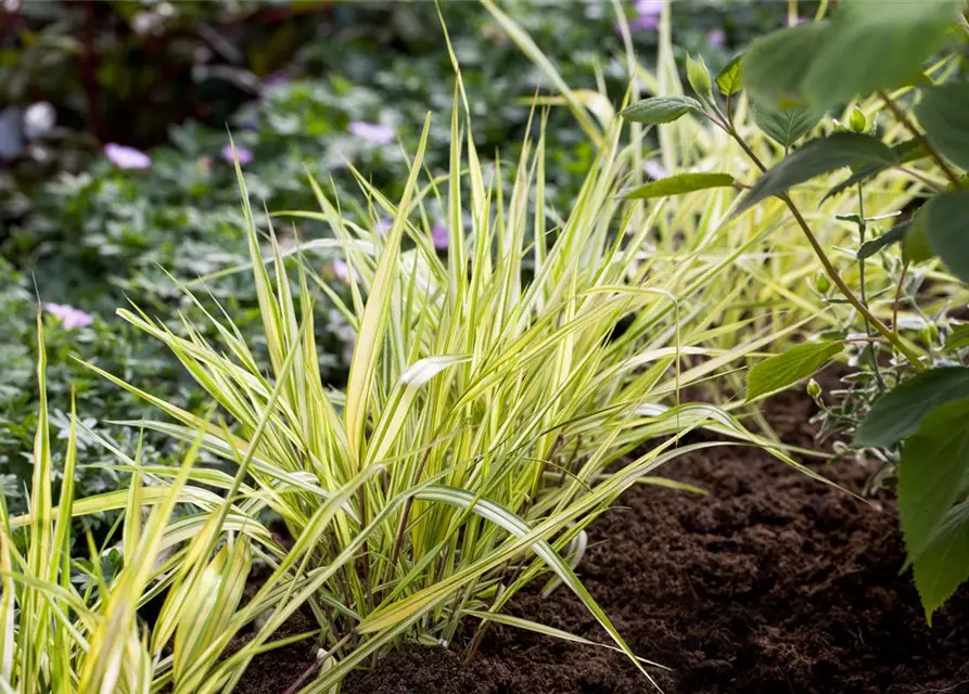 Garten-Ziergras 'Aureola'