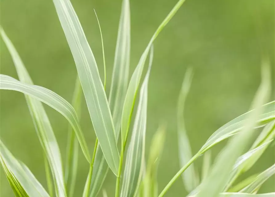 Garten-Ziergras 'Aureola'