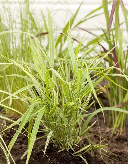 Garten-Ziergras 'Aureola'